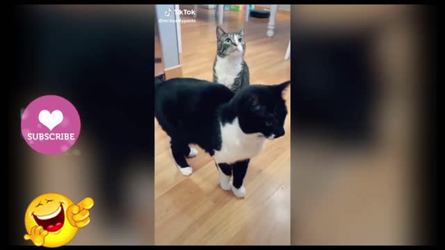 Funny And Cute Pets - Try Not To Laugh To These Pets Part 3