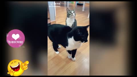 Funny And Cute Pets - Try Not To Laugh To These Pets Part 3