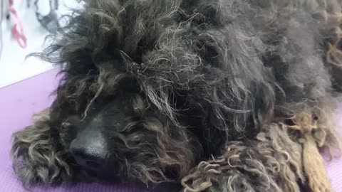 YOU WON'T BELIEVE how this DOG looks after shaving all these dreadlocks