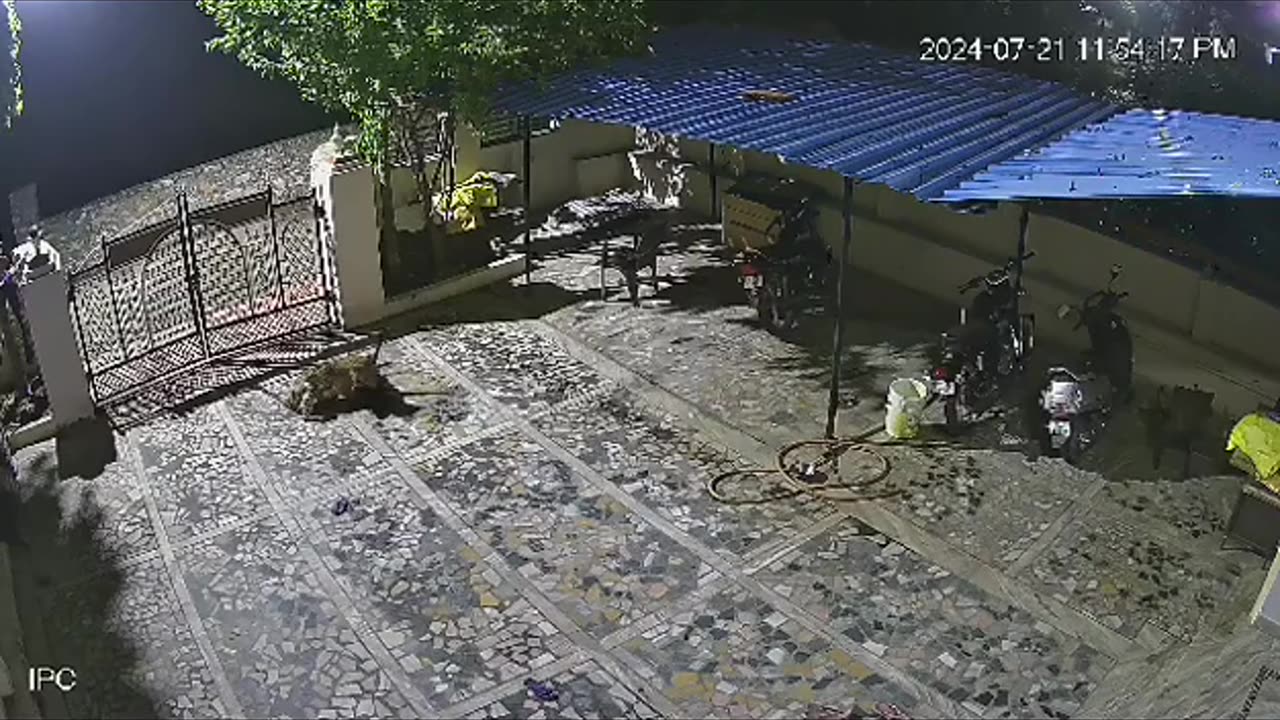 Intruder Alert: Leopard Leaps Gate and Kills Guard Dog 🐆🚪🐕