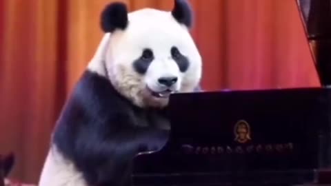 Pandas can do more than just eat bamboo and roll around.
