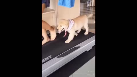Cute puppy in the Gym