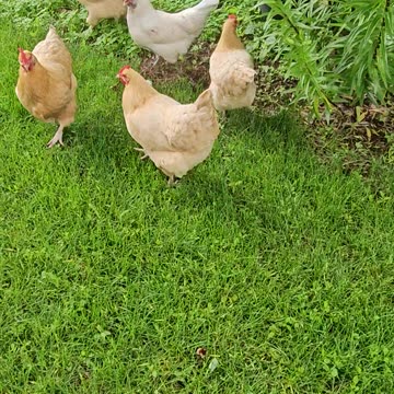 OMC! Chickens set free in the yard get a bit wild! #chickens #orpington #hens #shorts