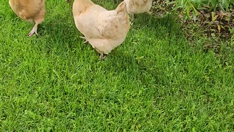 OMC! Chickens set free in the yard get a bit wild! #chickens #orpington #hens #shorts