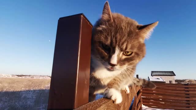 best of the best funny animal videos