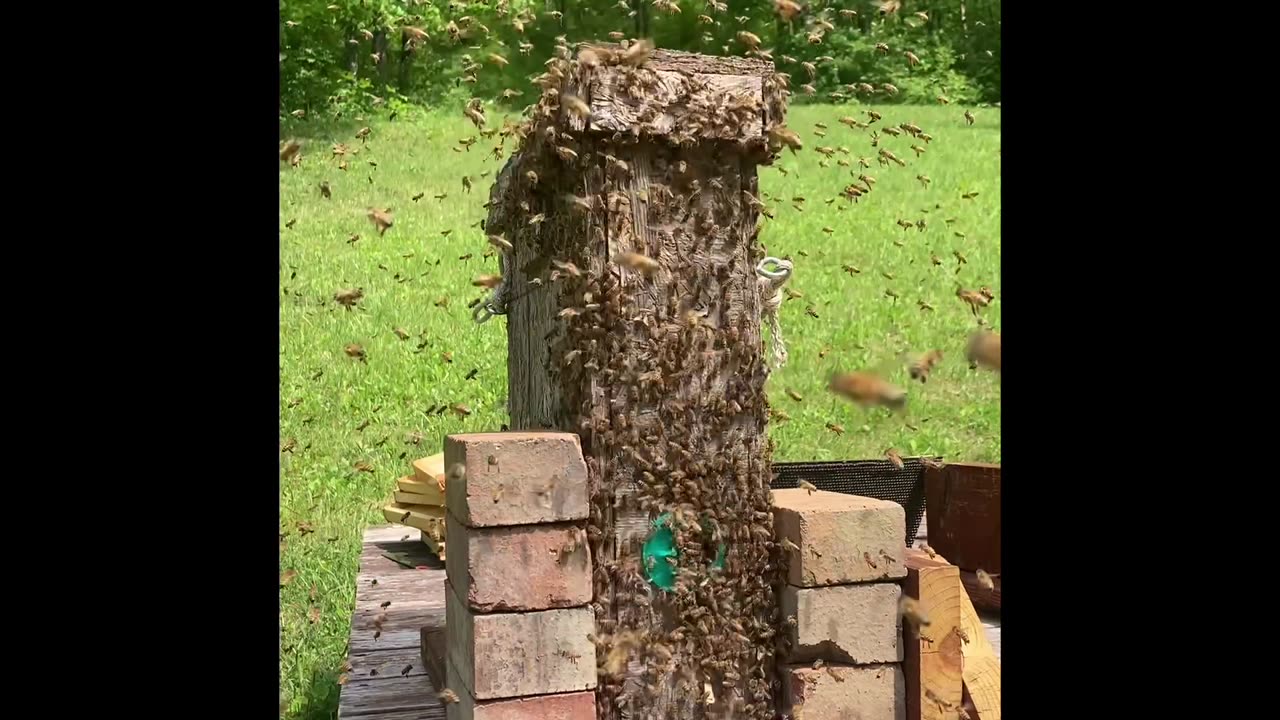 In the Middle of a Honeybee Swarm