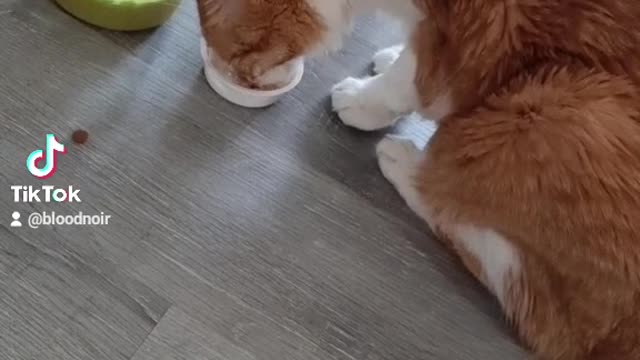 Cute older kitty gets tasty treat