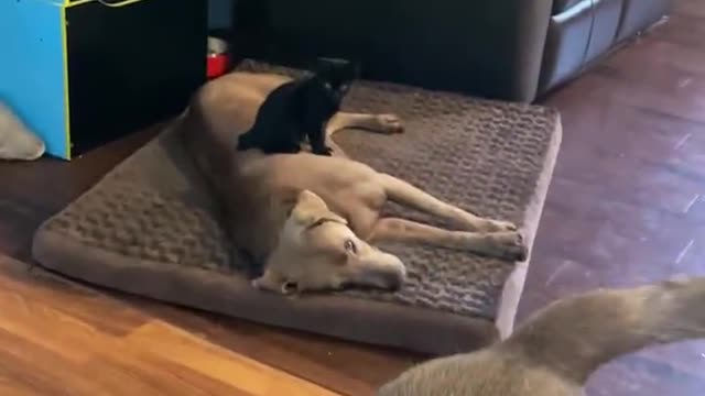 Kitten adorably sits right on top of sleeping dog