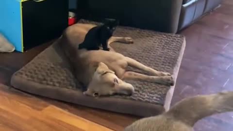 Kitten adorably sits right on top of sleeping dog