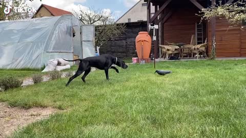 Dog is Unsure About Fake Crow