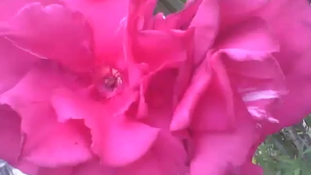 Lindas flores oleandro brancas, vermelhas e rosas, são muito bonitas! [Nature & Animals]