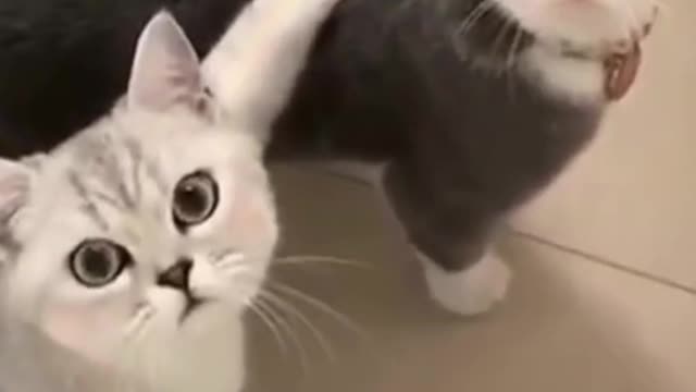 Funniest Cats 😹- Best Of The 2022 Funny Cat Videos 😂- Funny Cats HD