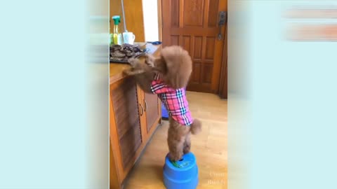 Puppy giving Food to his Friend in Cage