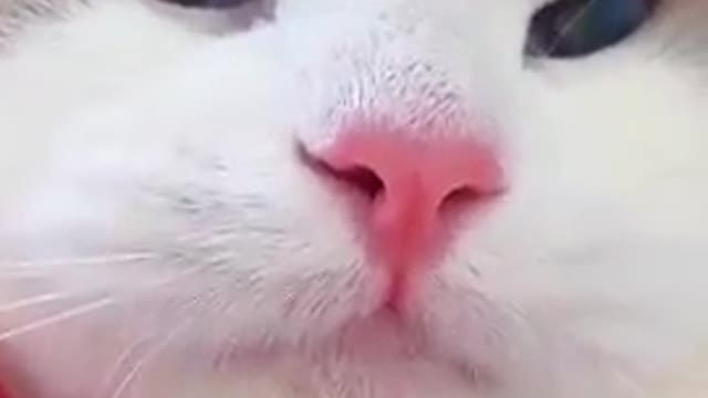 Cuty cat video