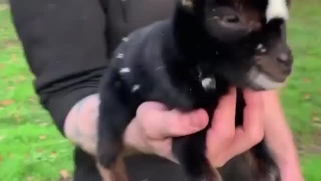 Handful of baby goat