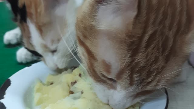 Sofi Kitten In Contest With Mailo