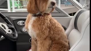 Kids Ask Dog To Drive Boat After He Sits In Captain's Chair