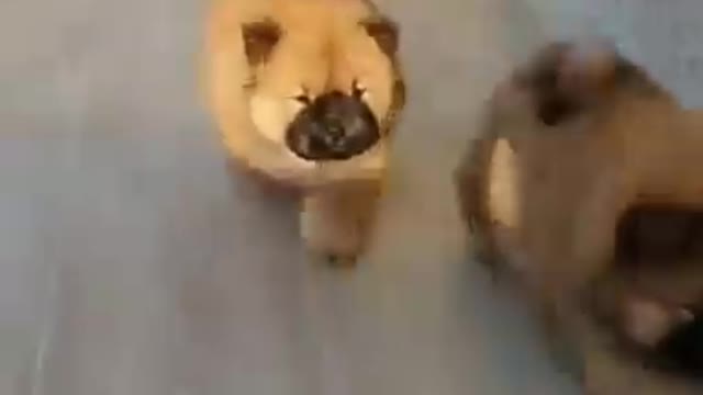 Dogs - Baby dogs - funny and fluffy (1) / Cães - Filhotes - engraçados e fofos (1) #shorts