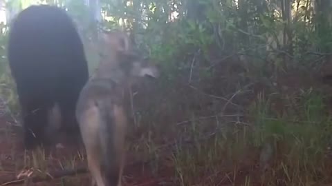 Bear and dog walking together