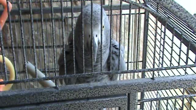 my parrot at home