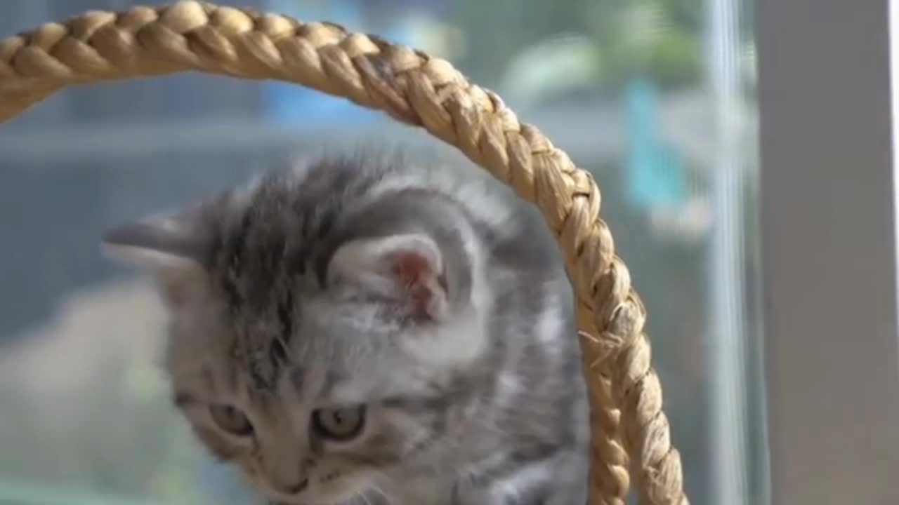 Cute and Funny Cat Videos to Keep You Smiling !! 😻😂