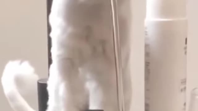 cute animals dog__