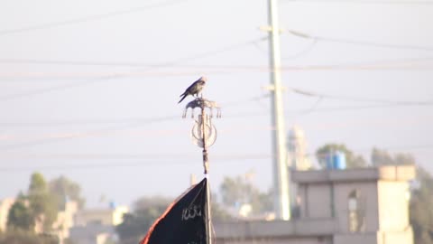 a crow sit on the flag of ghazi ABBAS ALAMDAAR AS