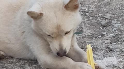 Snack-eating dog