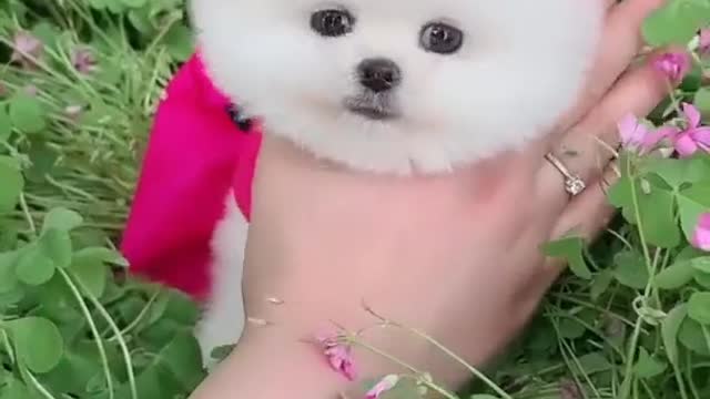 Funny and cute dog pomeranian 😅😅 Cute puppies video..