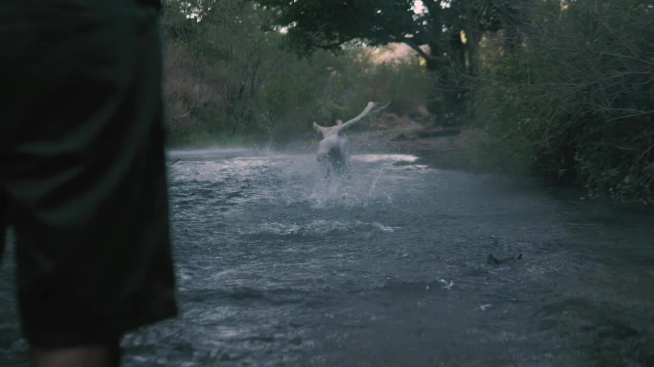 Puppy Dog catches a ball in a river