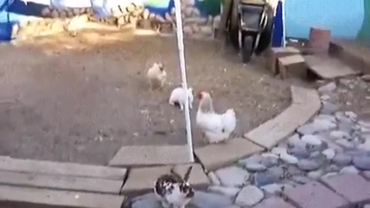 Ugly bunny fight is swiftly broken up by the chicken police.