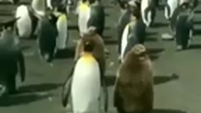 Funny emperor penguin cat dog animals videos