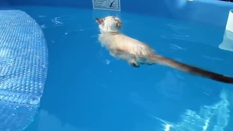 Adorable cut swimming like a boss