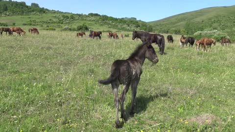 Horses in the Altai foothills.