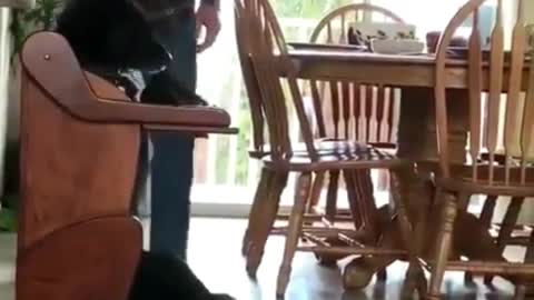 A dog eating in a chair