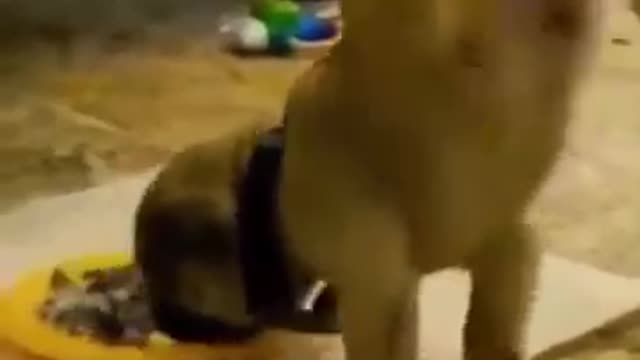 Compilation with the funniest animals