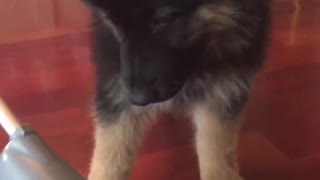 Cachorro dificulta que su dueña pase la aspiradora