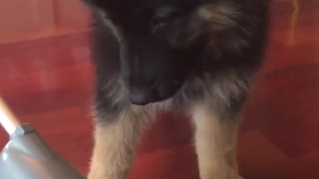Cachorro dificulta que su dueña pase la aspiradora