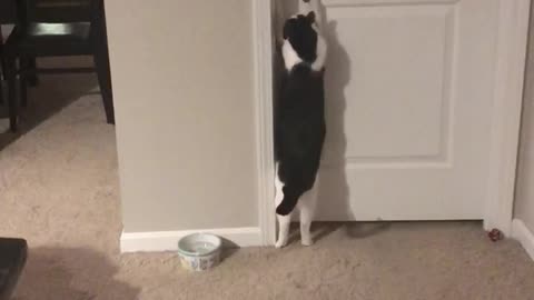 Closed Door Can't Stop Cat