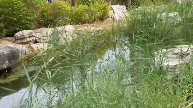 The reeds in the water are growing well