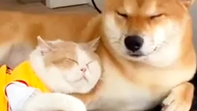 Very cute moment of Dog and Cat❤️. Watch this video I'm sure this video make your day❤️❤️.