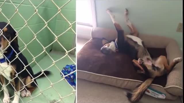 Funny and smart dog 13