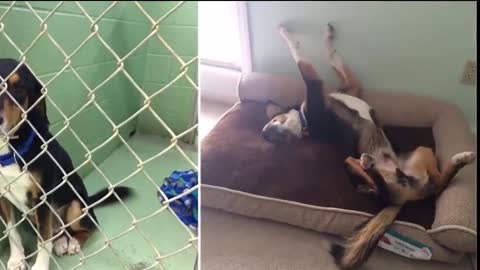 Funny and smart dog 13