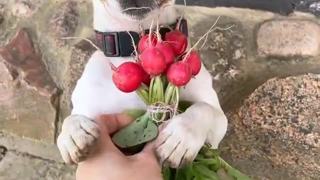 Dog ready to meet her girlfriend to purpose it