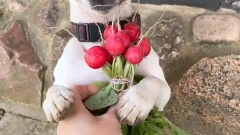 Dog ready to meet her girlfriend to purpose it