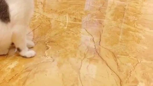 Cute and Funny Animals Videos