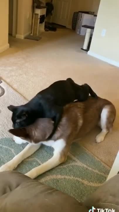 This Wild Baby Monkey is Obsessed With Her Cat | The Dodo Wild Hearts