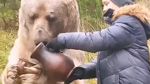 A boy feeding a bear