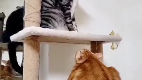 Cats Cute