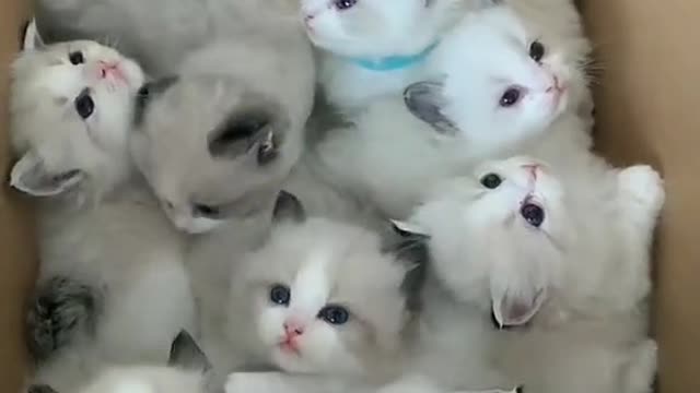 cat video